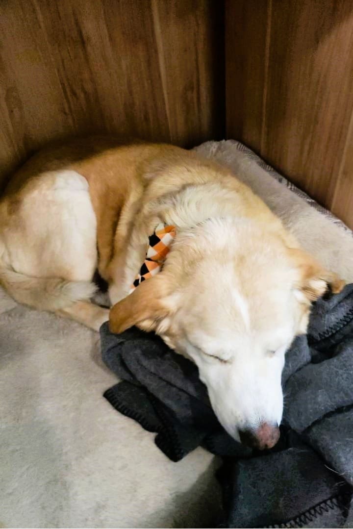 Samson Sleeping